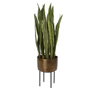 Fasita Potted Snake Plant
