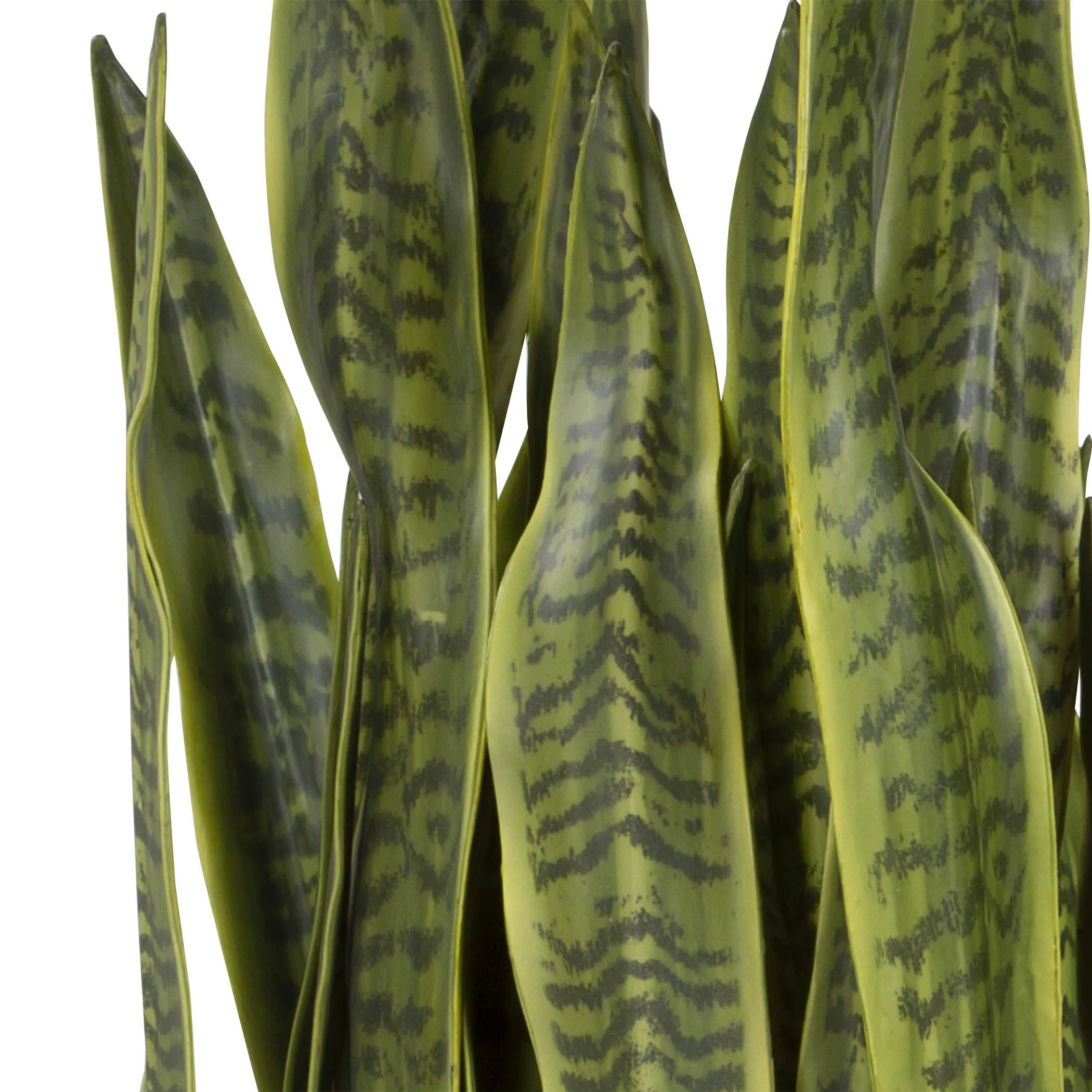 Fasita Potted Snake Plant